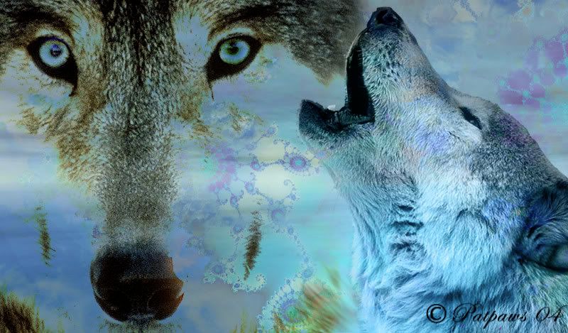 wolves-2.jpg
