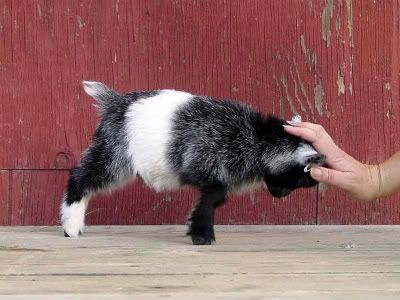 pygmy_goats800x800-1