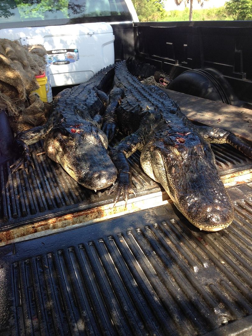 What's the best caliber for Alligator