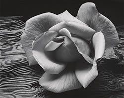 roses.jpg black and white rose image by natalia1569