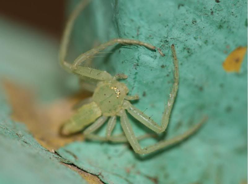 蟹蛛科 thomisidae - 条斑绿蟹蛛 oxytate stratipes