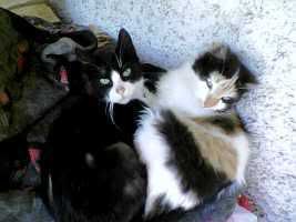 Photo Sharing and Video Hosting at Photobucket