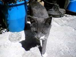 Photo Sharing and Video Hosting at Photobucket