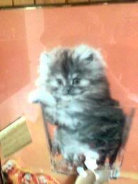 Photo Sharing and Video Hosting at Photobucket