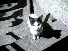 Photo Sharing and Video Hosting at Photobucket