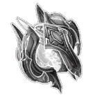 http://i122.photobucket.com/albums/o242/Ice4s/wireframe-protoss-oracle_zpsf5c8e032.jpg