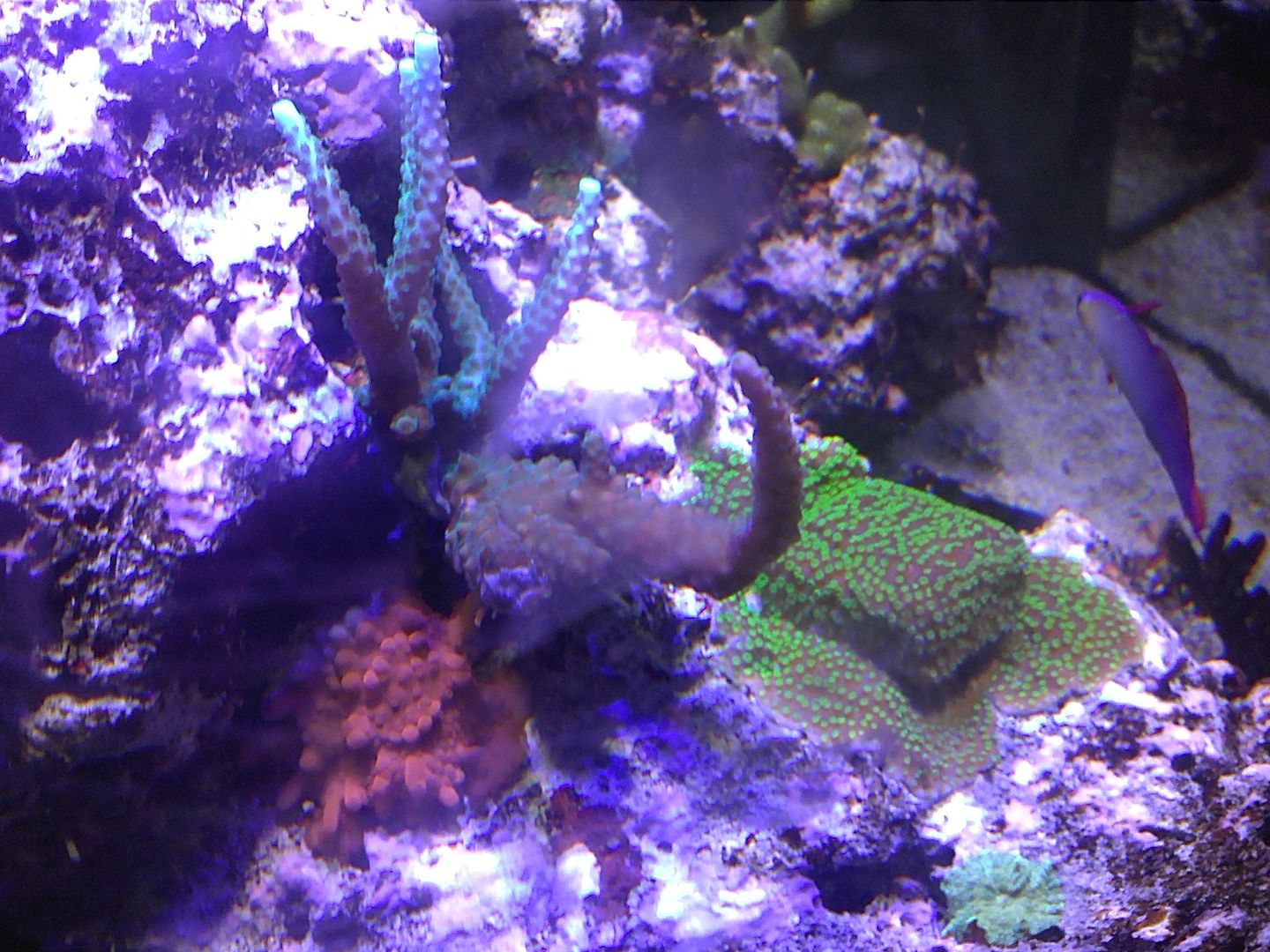 IMG524 zpsd9c32020 - Selling All Corals in 24g $200 as a package