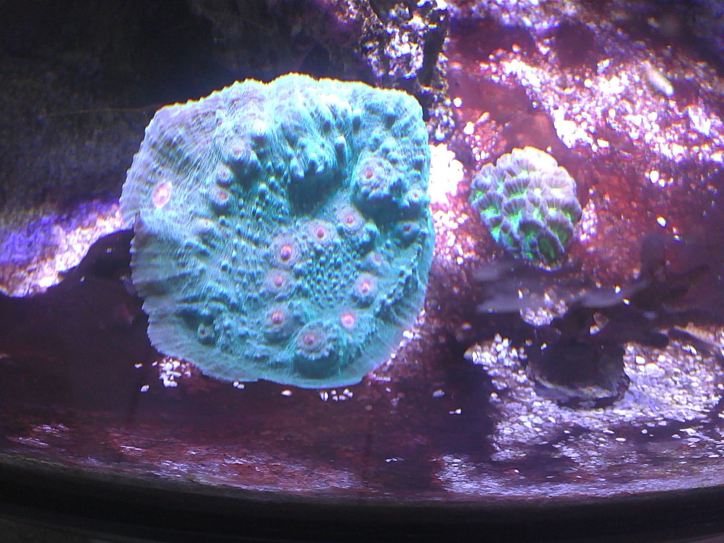 IMG525 zps06eb1a12 - Selling All Corals in 24g $200 as a package