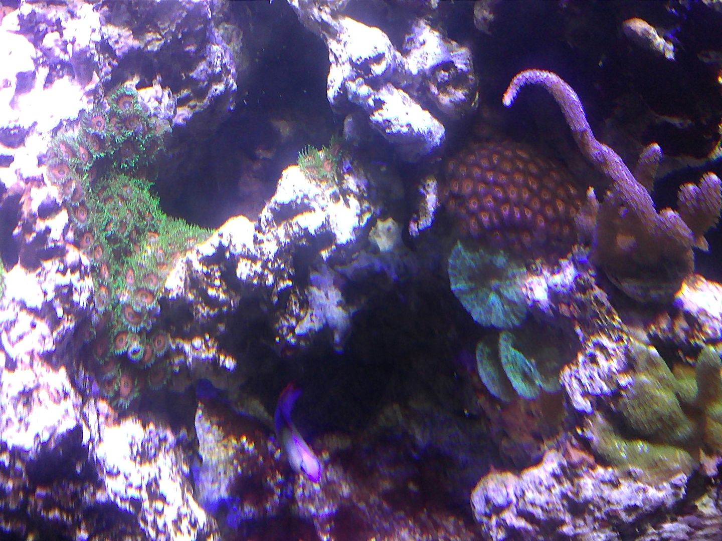 IMG526 zps56eb6a96 - Selling All Corals in 24g $200 as a package