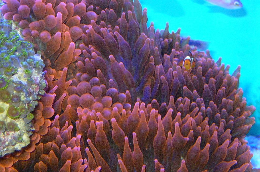 P1010033 - The Occy's have landed...in the anemone