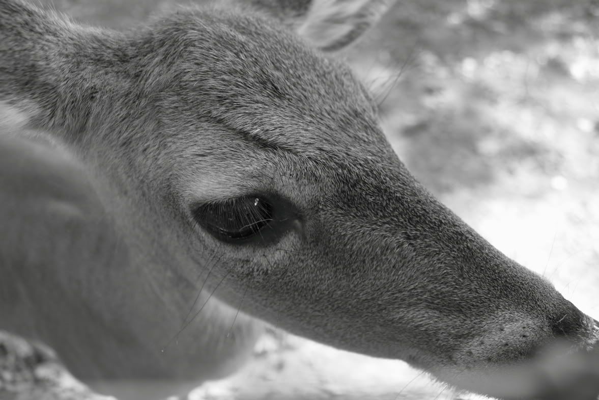 IMAGE: http://i122.photobucket.com/albums/o246/bew1769/linvilla027.jpg