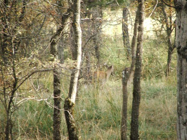 Cazorlanovembre2007229.jpg