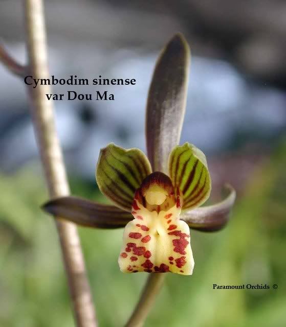 Cym20sinense20var20Dou20Ma1.jpg
