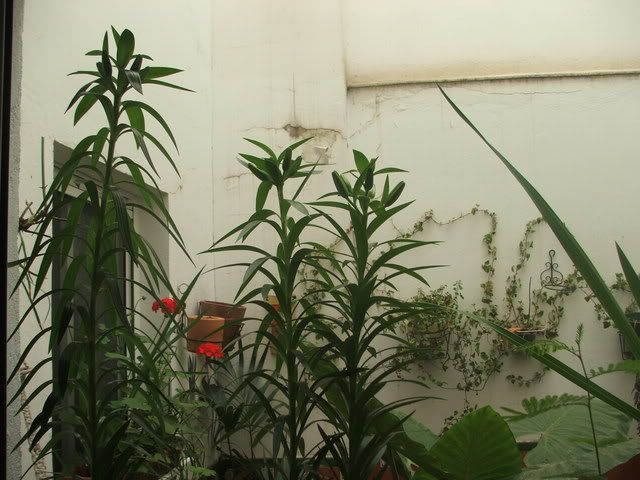 MIPATIO020.jpg