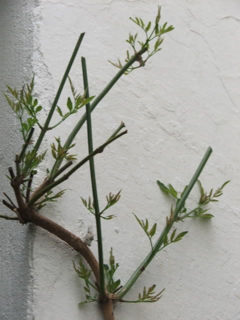 MIPATIO036.jpg