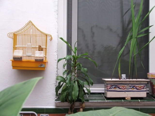 MIPATIO037.jpg