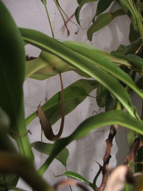 Nepenthes003.jpg