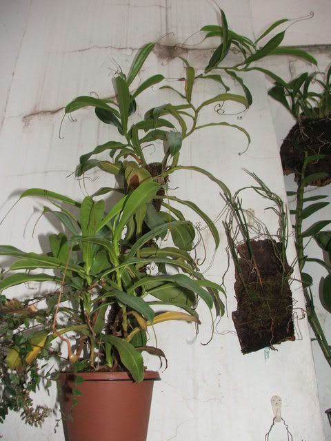 Nepenthes004.jpg