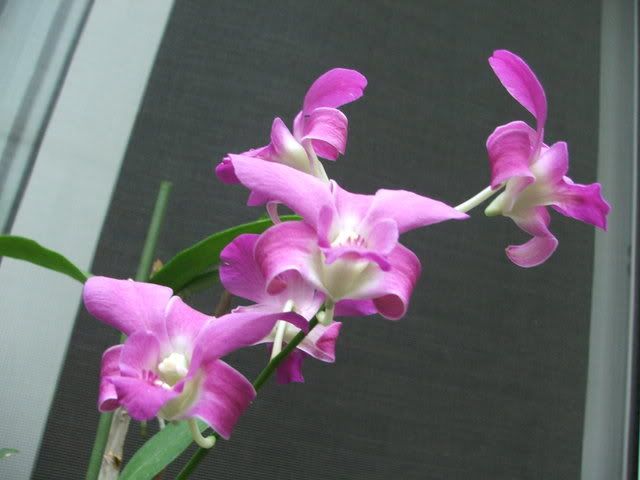 ORCHIDEE005.jpg