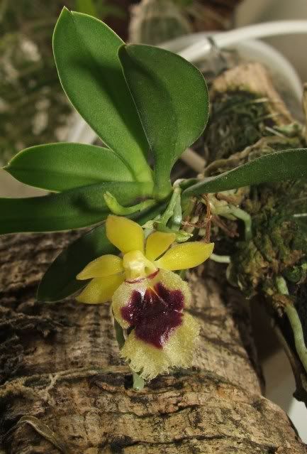 Orhidea005.jpg