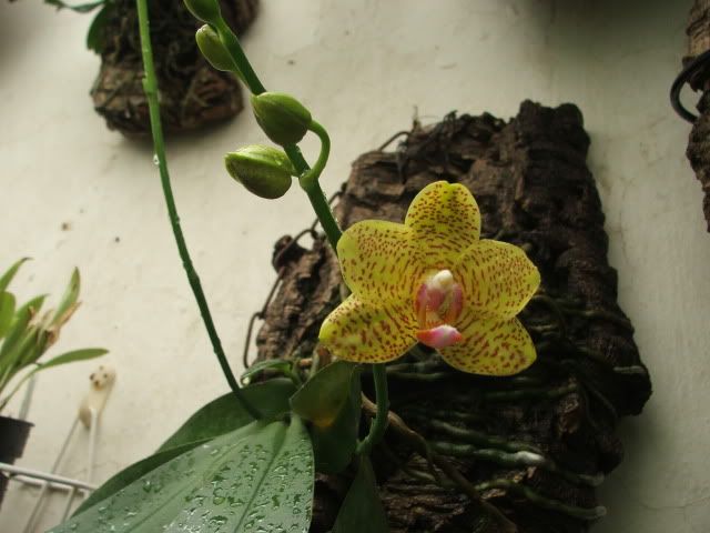 Phalaenopsissuzattera004.jpg