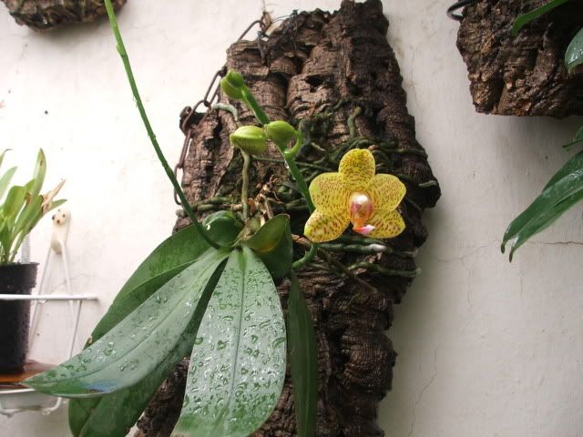 Phalaenopsissuzattera005.jpg