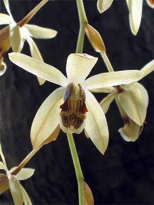 coelogyne_dayana_gross.jpg