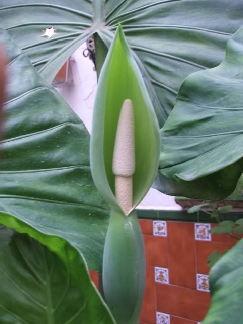 alocasia001.jpg