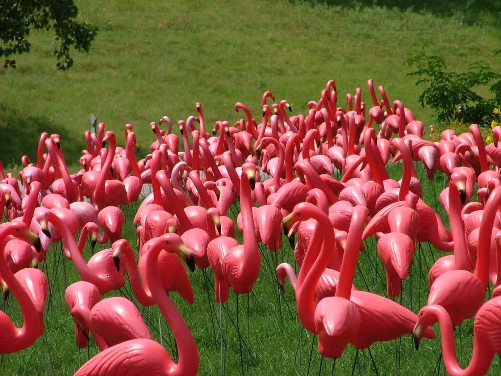 Flamingos Pictures, Images and Photos