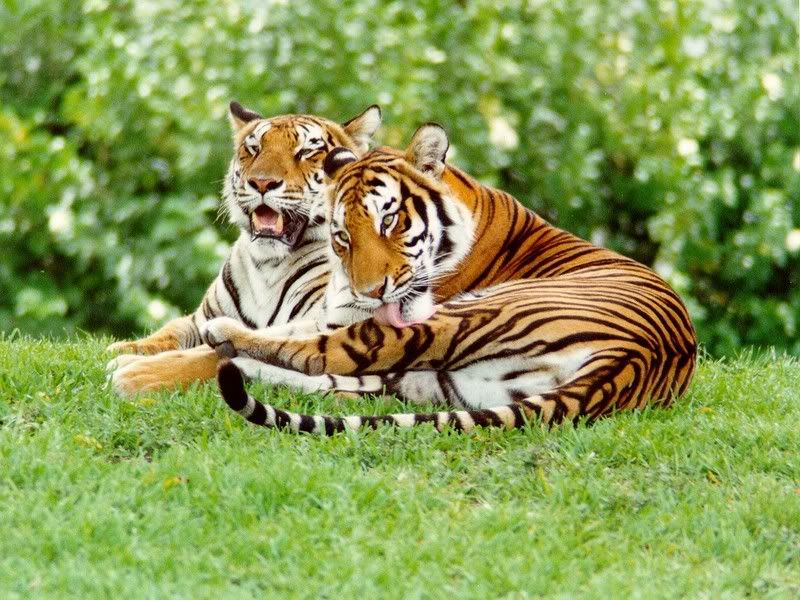 Tigers Pictures, Images and Photos