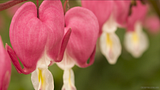 http://i122.photobucket.com/albums/o251/maul2/th_11_06_13_BleedingHearts2_zps22fec6aa.png
