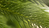 http://i122.photobucket.com/albums/o251/maul2/th_11_06_13_PineSpine001_zps938459bb.png