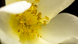 http://i122.photobucket.com/albums/o251/maul2/th_11_06_13_WhiteFlower001_zps45dbf256.png
