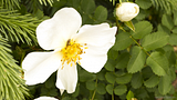 http://i122.photobucket.com/albums/o251/maul2/th_11_06_13_WhiteFlower002_zps037b60ab.png