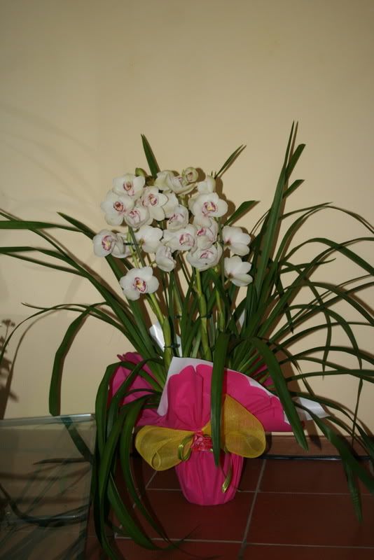 Cymbidium0703-1.jpg