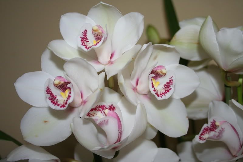 Cymbidium0703-2.jpg