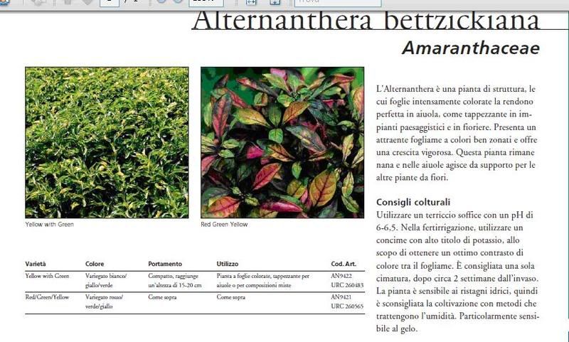 alternanthera.jpg