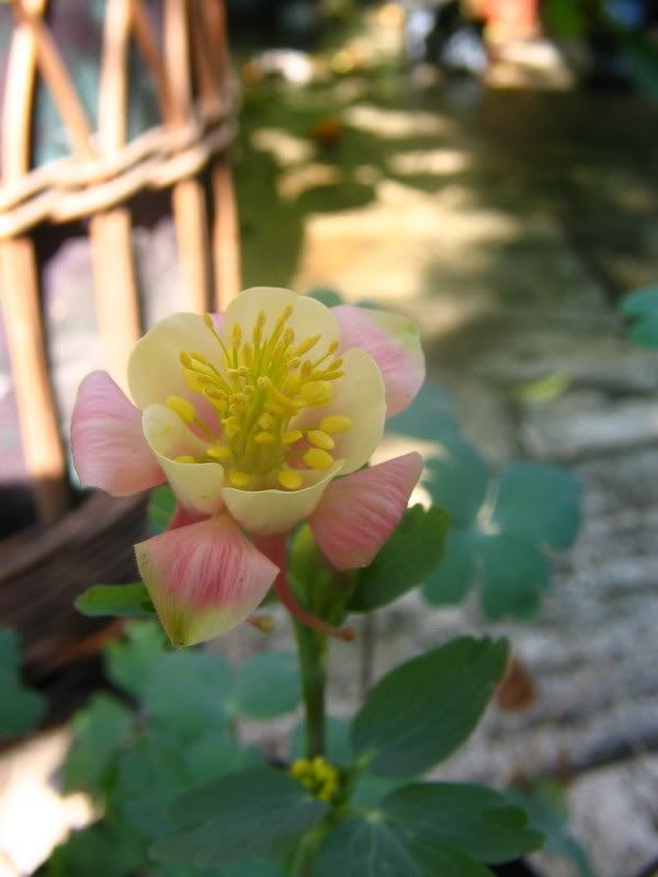 aquilegia1.jpg