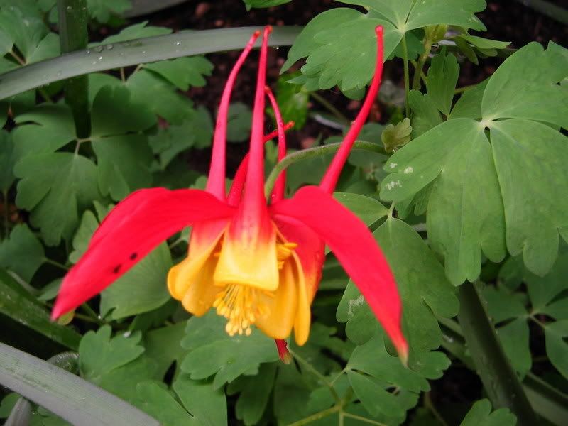 aquilegia2007vecchia.jpg