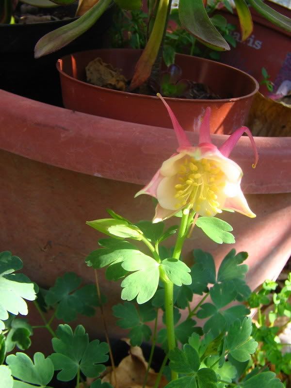 aquilegia3.jpg