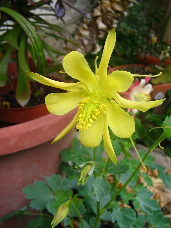 aquilegia4.jpg