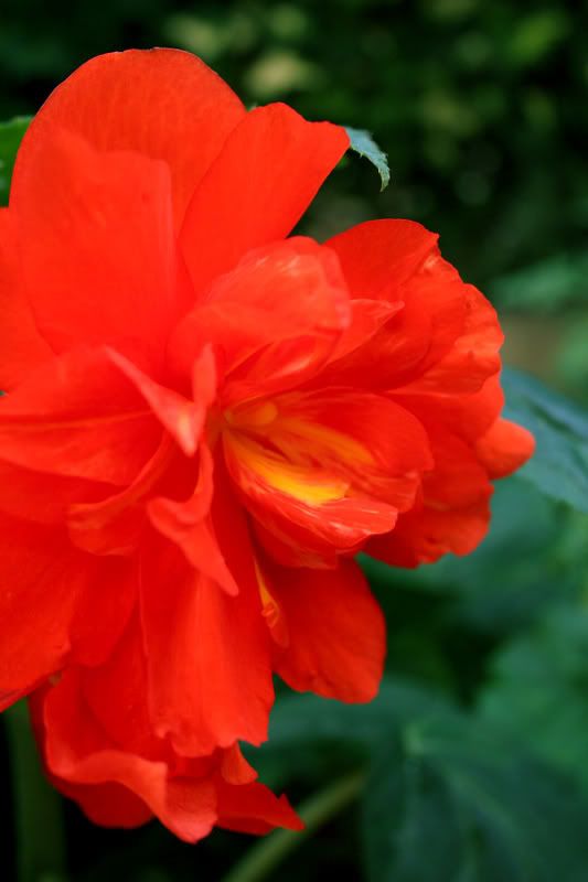 begonia01.jpg