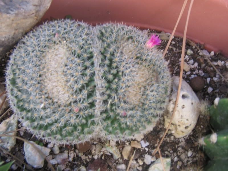 cactusinfiore.jpg