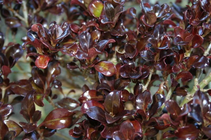 coprosma.jpg