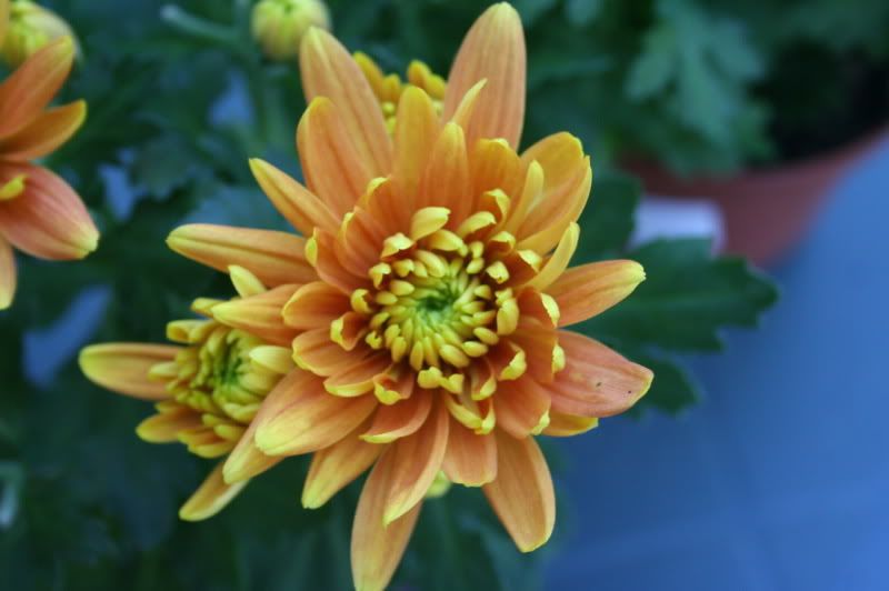 crisantemo6-0811dett.jpg