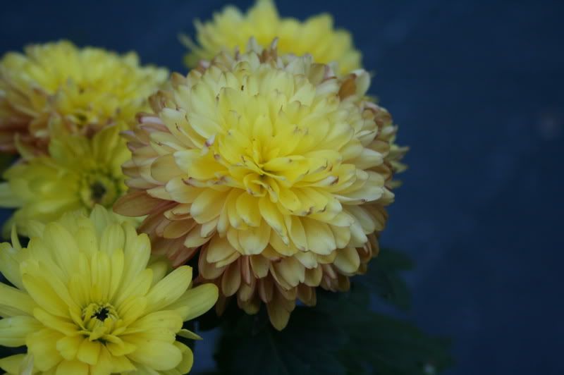 crisantemo8-811dett.jpg