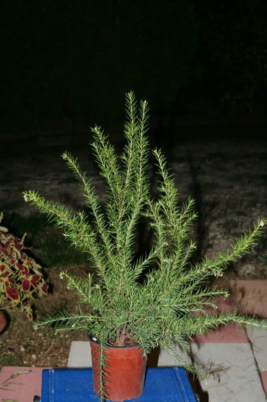 grevillearosmarinifolia1411-4.jpg
