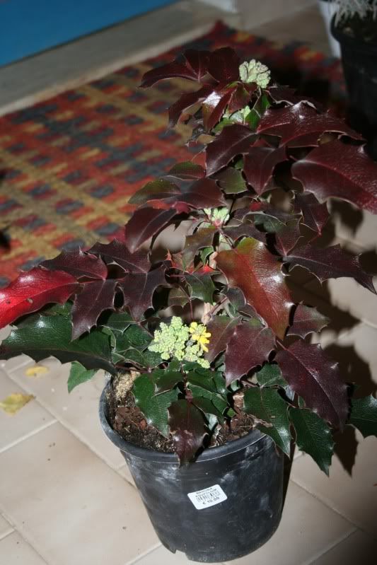 mahonia-1rid-18032010.jpg