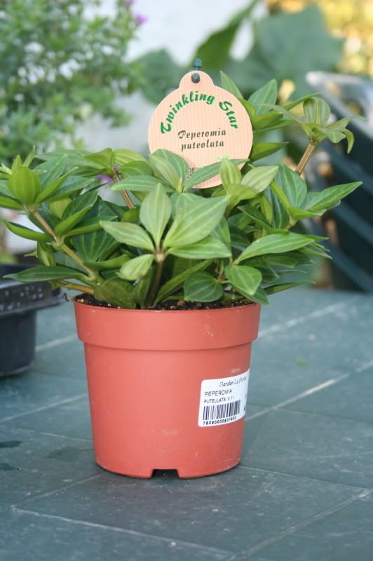 peperomiaputeolata0811.jpg