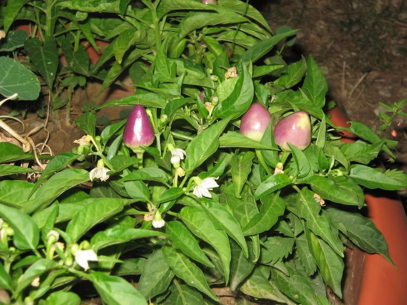 peperoncini.jpg